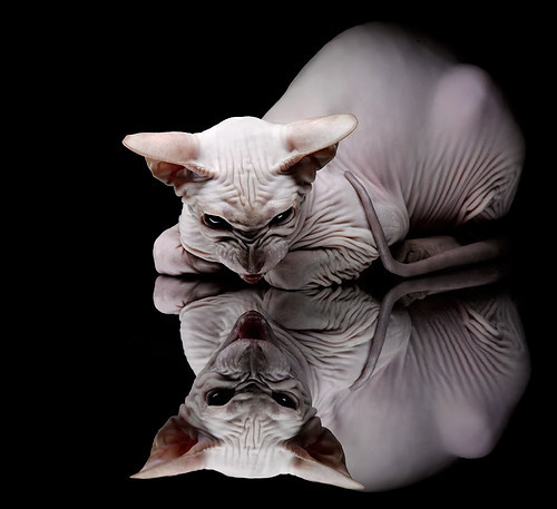 当索伯阴影笼罩马拉内罗,周冠宇如何在法拉利主场完成不可能的任务