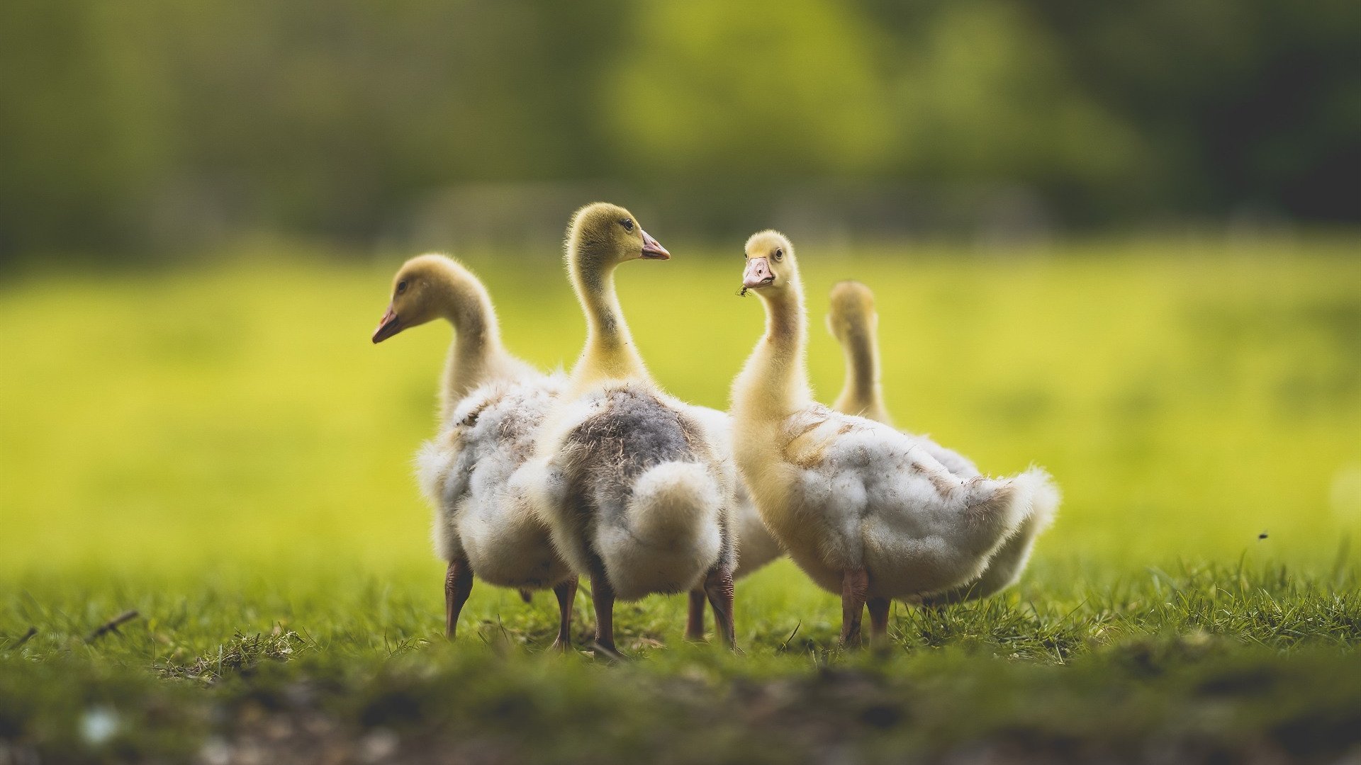 破茧成蝶，印度队掀翻马来西亚背后的团队暗涌，与安赛龙那场注定孤独的加冕礼
