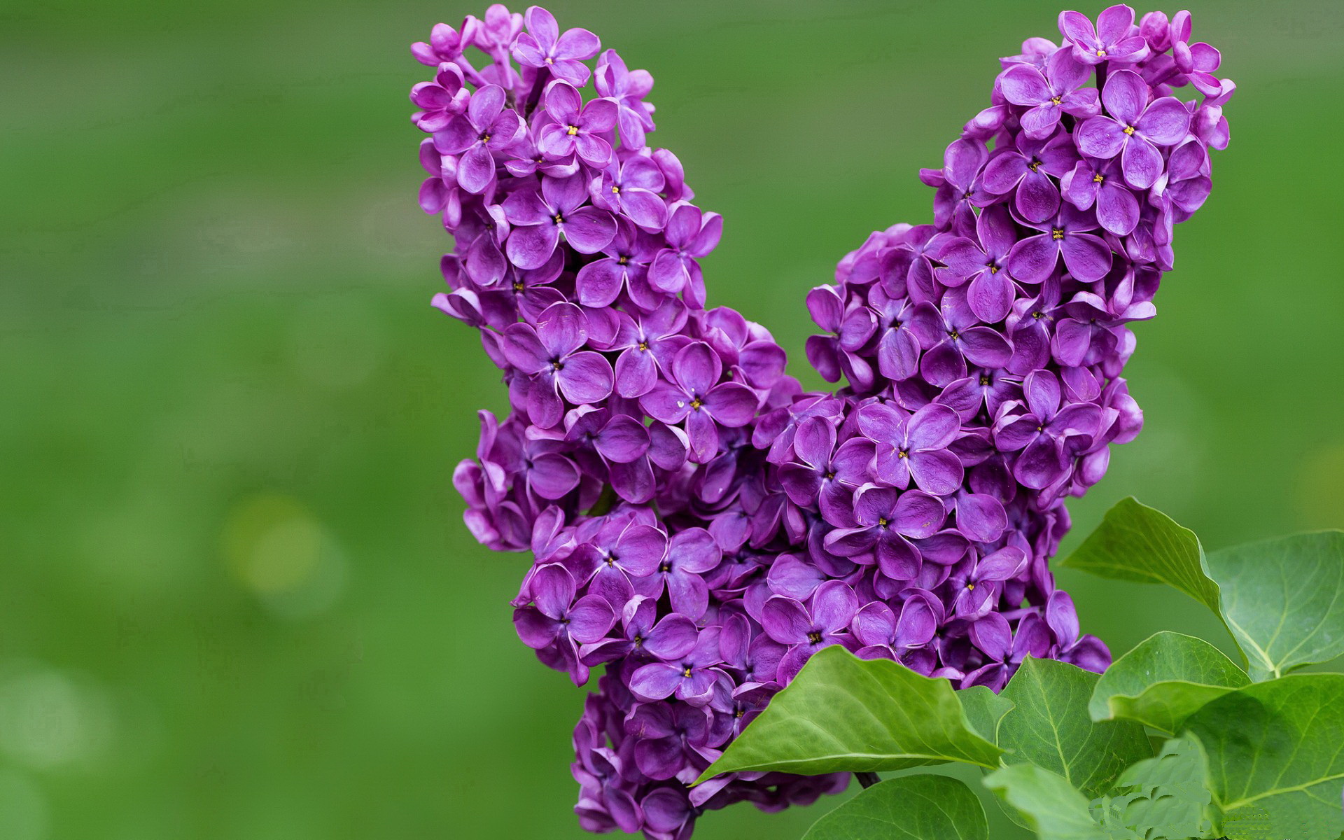 横扫的代价与点燃的意志，拉塞尔如何在不完美中定义伟大
