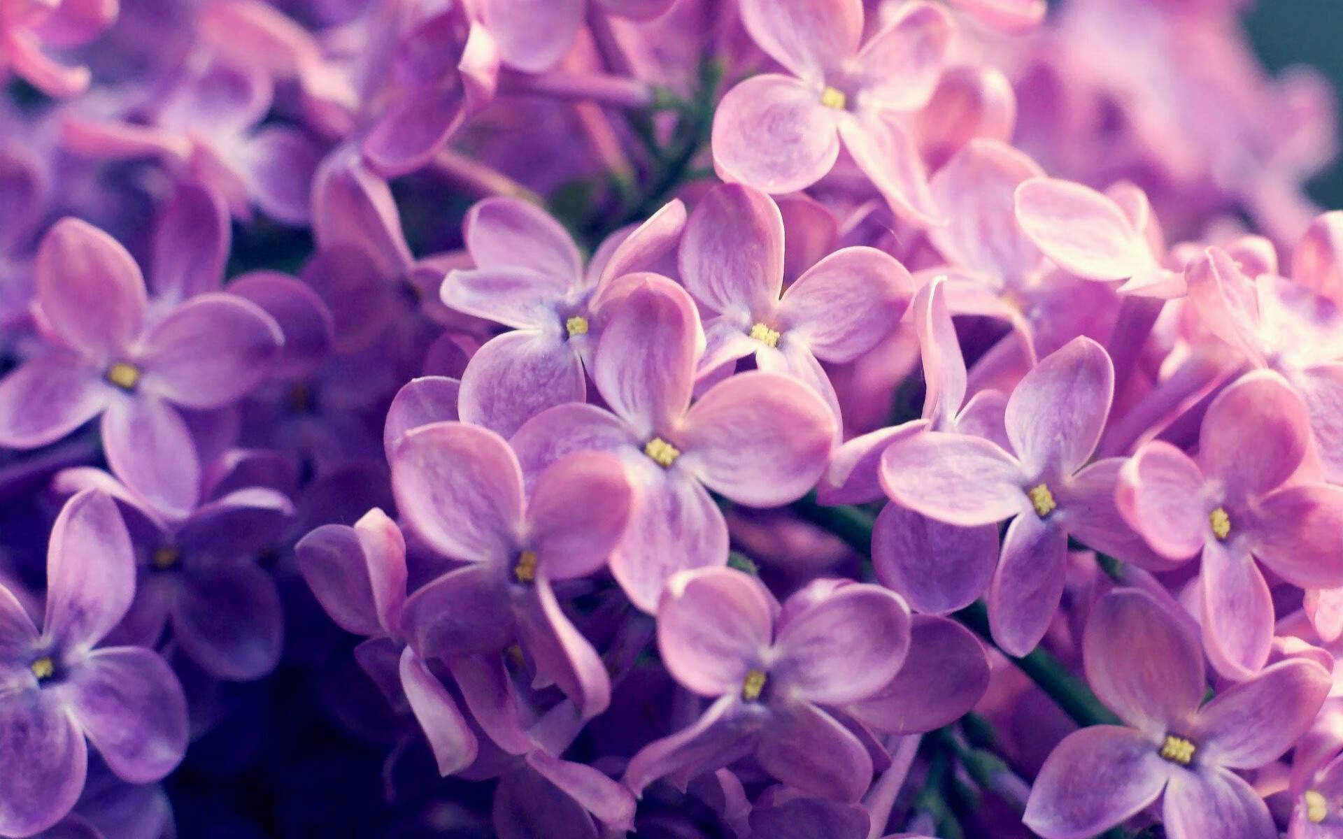 双线告捷，葡萄牙足球碾压韩国，林高远乒乓球状态炽热