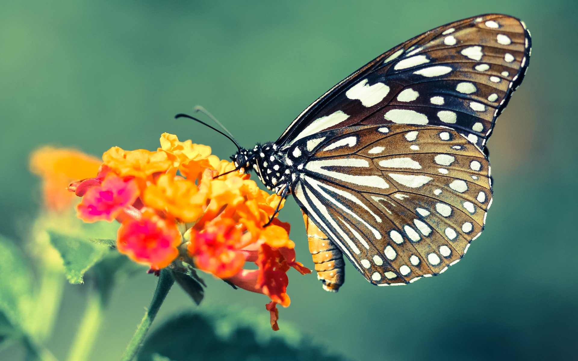 斗牛士的玫瑰，罗马险胜中国的唯一性时刻