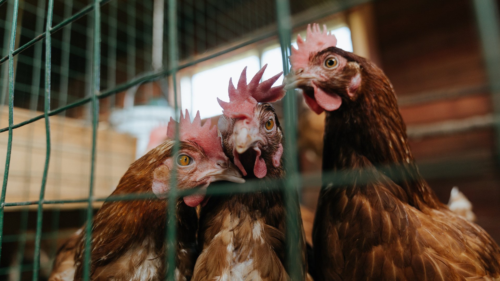 西决生死战！一场跨越体育疆界的墨西哥式鏖战