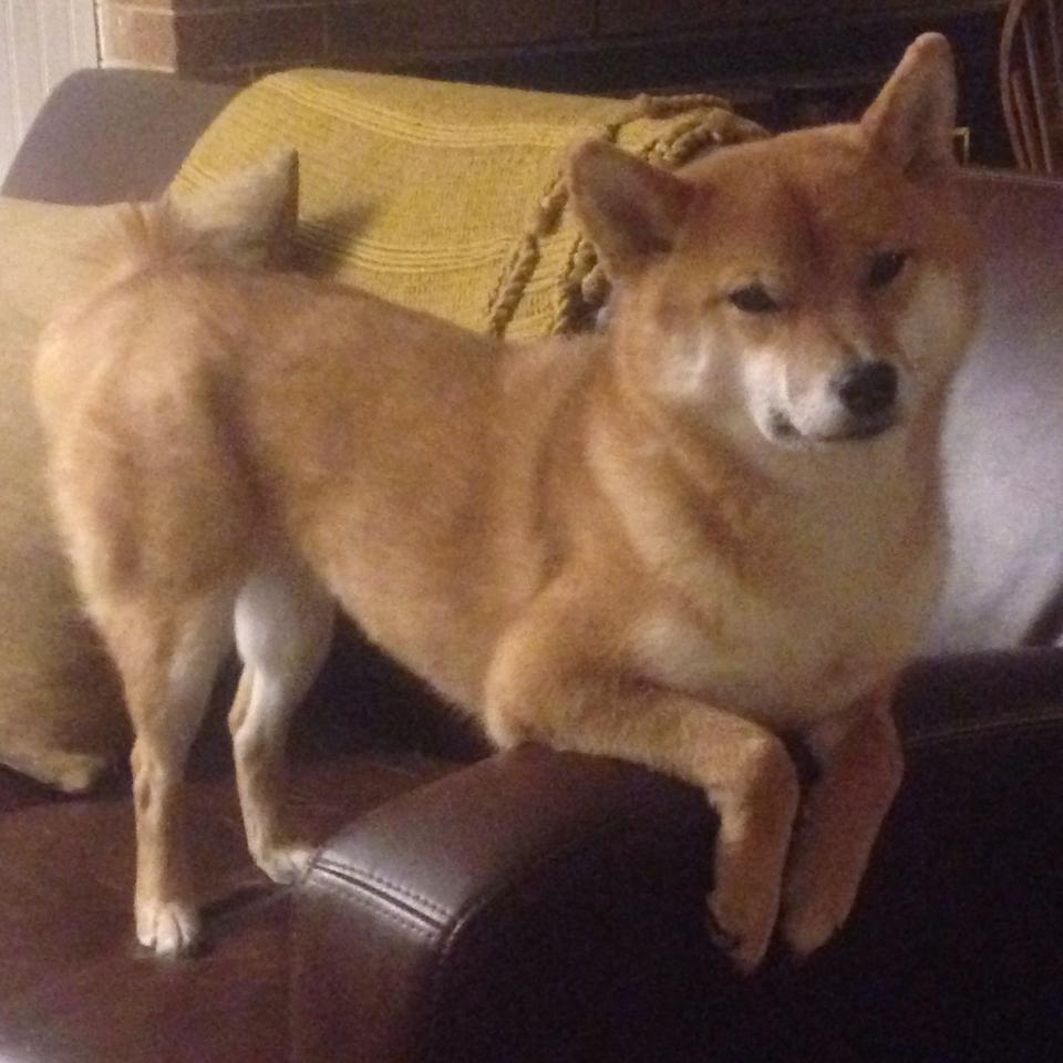 绝境重生！小贾伦一传一射定乾坤，火箭17分逆转熄灭独行侠