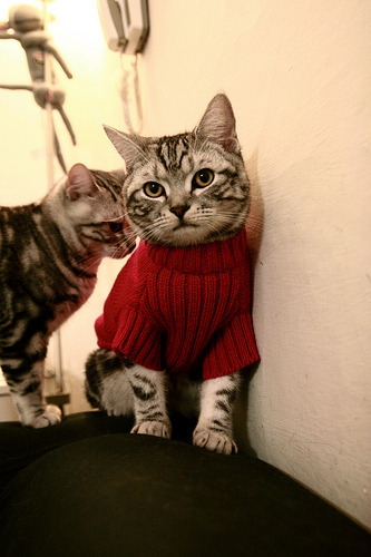 决战时刻，罗马提前终结安哥拉悬念，穆勒抢七接管比赛