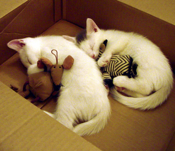 猛兽觉醒，武切维奇强硬回应质疑，活塞强势击溃东部豪强热火