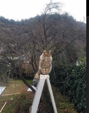 跨界荣耀，一个球迷的完美篮球与足球之梦