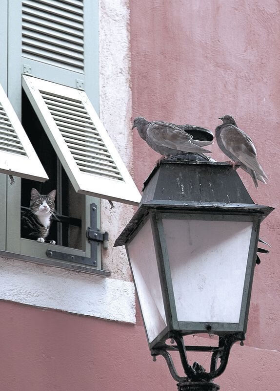 跨界狂飙，拜仁压哨绝杀韩国，本泽马F1街道赛上演终极接管