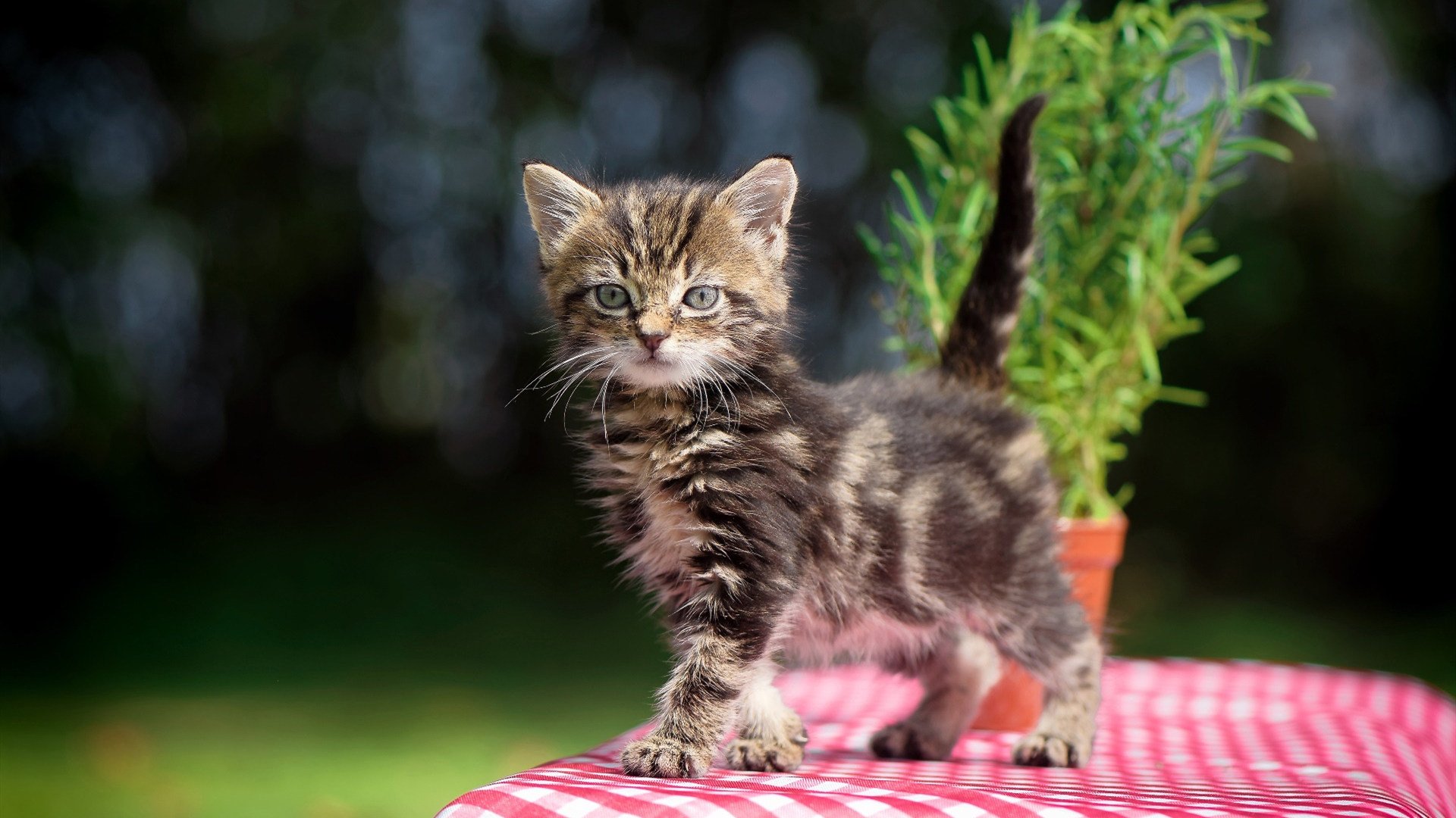跨越太平洋的轰鸣，利拉德在深圳的生涯之夜，如何击碎篮球的边界壁垒
