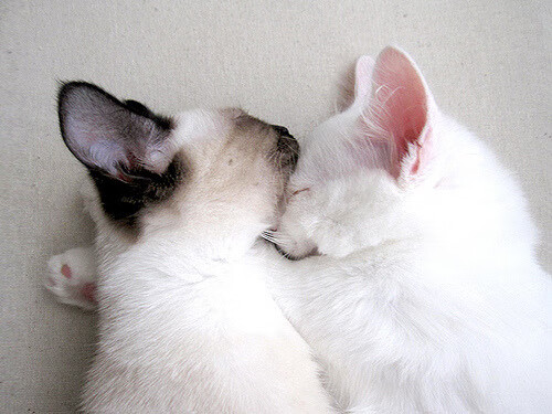 数据绞杀与血肉长城，当掘金的算法篮球遇上辽宁的冠军之心，哈利伯顿如何主宰第三赛场？