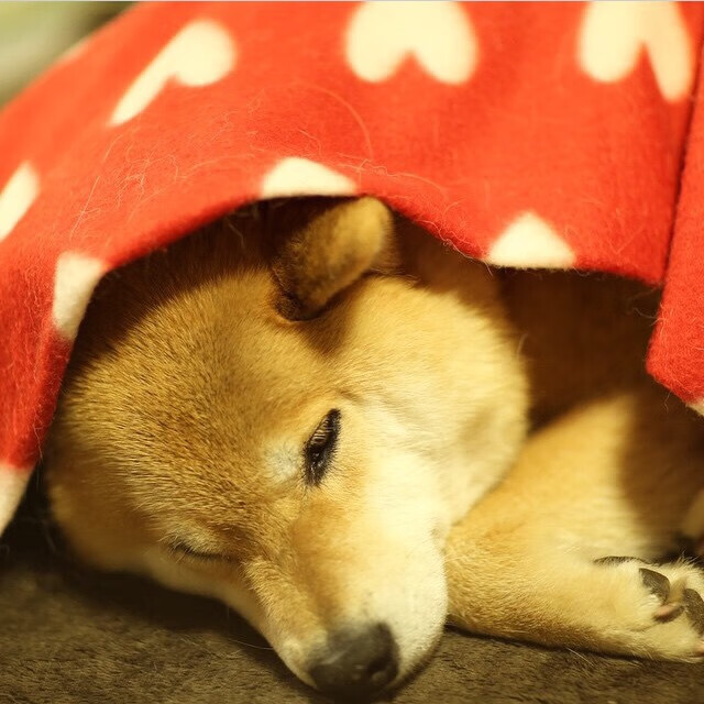 跨越太平洋的重锤，北京队如何用中国智慧碾压黄蜂，让恩比德惊艳四座