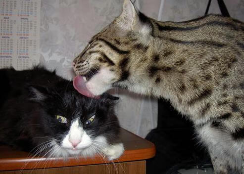 罗德里冠军级表现定乾坤，加纳决胜一击带走马德里竞技