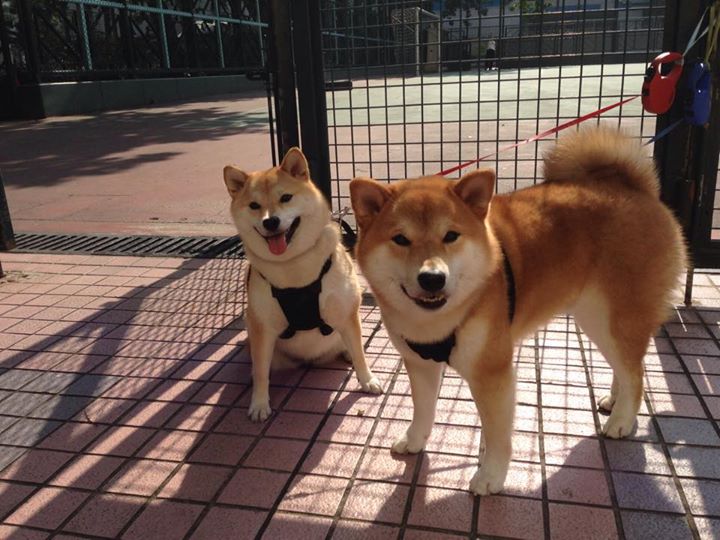 当东方巨龙遭遇北美狼群，霍勒迪跨越半个地球的证明