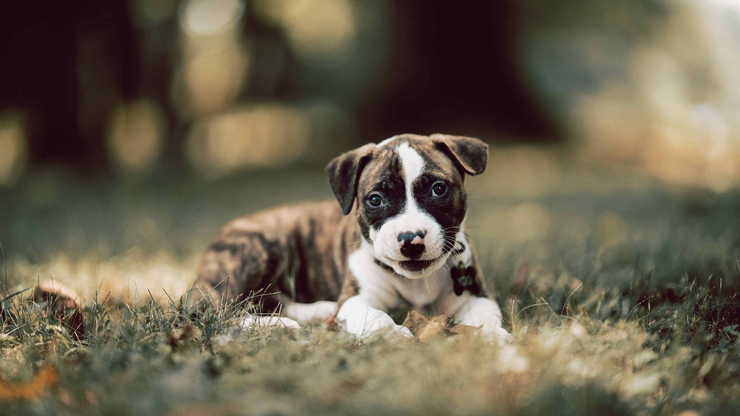 60%命中率+5记三分，班凯罗生涯之夜燃爆奥兰多！魔术6人上双强势拆解爵士