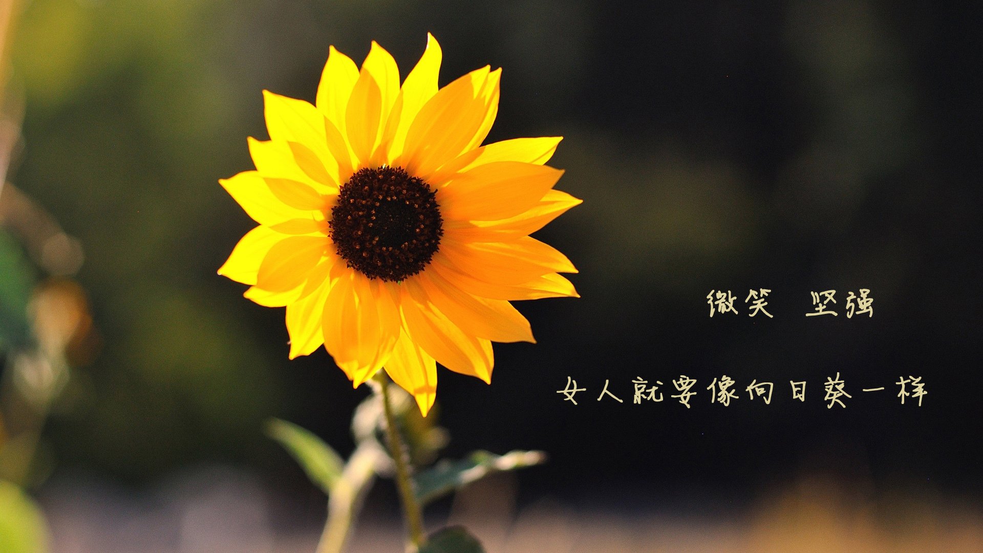 宿命的回响,2026世界杯G组巅峰对决,美国绝杀英格兰,内马尔以天赋书写不朽传奇